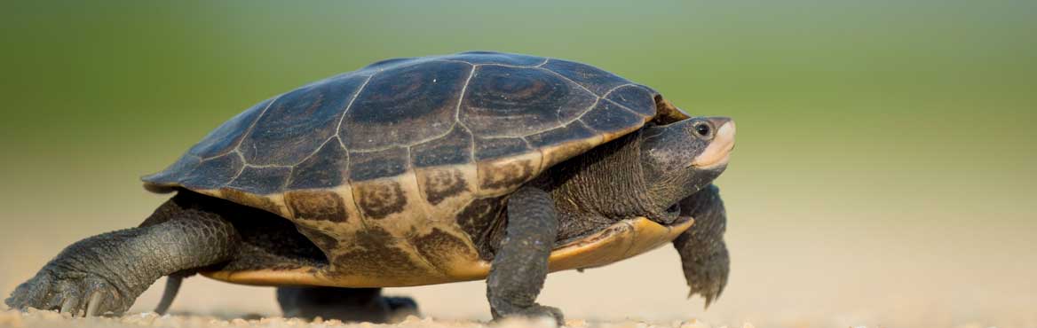 Why WordPress Site Speed Matters for SEO and Increased Traffic