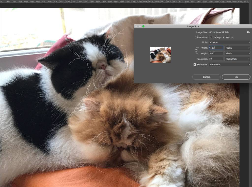 Optimize Images WordPress - cats in Photoshop